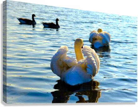 Behind Wings of Love Canvas Print