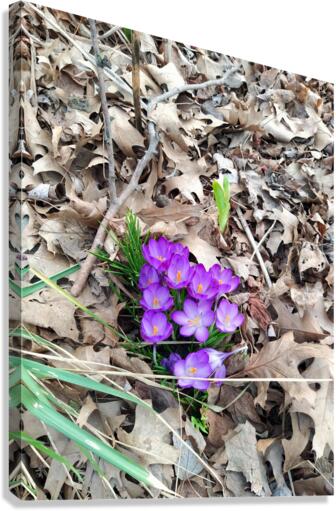 Crocus Rising Canvas Print