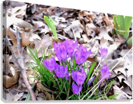 Spring’s Prelude Canvas Print