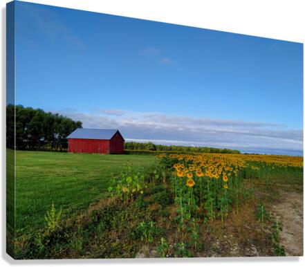 Barn & Blossoms Canvas Print