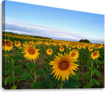 The Heart of Summer  Canvas Print