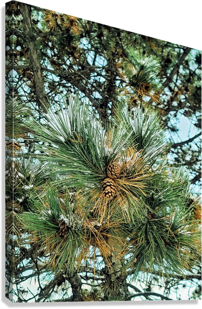  Frosted Pine Cones  Canvas Print