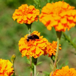 Bright Labors: Beneath the Fire of Petals