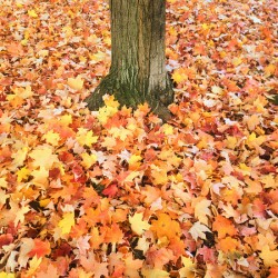 Leaves Me Stumped: Rooted in Color