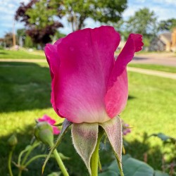 The Blush Before the Bloom