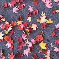 Grounded in Colors 1B