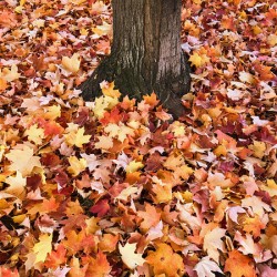 Leaves Me Stumped 1A