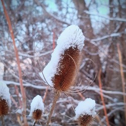 Frozen Lollipop Thistle