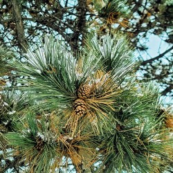  Frosted Pine Cones 