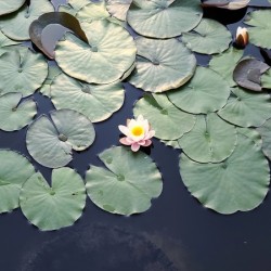 Blooms of Joy: Centered Among Giants