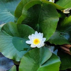 Blooms of Joy: Silence Speaks in Petals