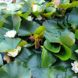 Nature’s Quiet Triumph