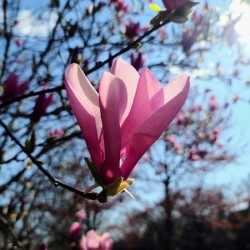 A Magnolia Moment in the Middle of Everything