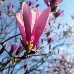 Pink Petals in Warm Light