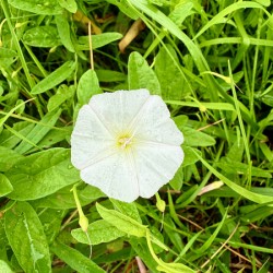 Bindweed Still Life in Nature