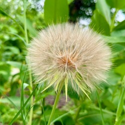 The Last Wishkeeper: Holding Dreams Before the Wind