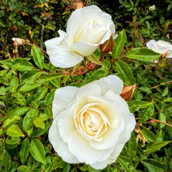 White Rose: Porcelain Breeze