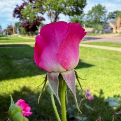 The Rose That Waits: Patience in Pink