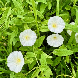 Clustered Bindweed Flowers
