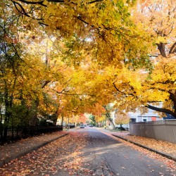 Fall Over the Road: Amber Dreams on Autumn Drive