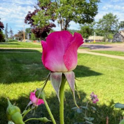 Petalbound: The Secret Just Before Beauty Speaks