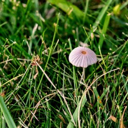 The Littlest Umbrella