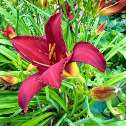 Royal Daylily Portrait