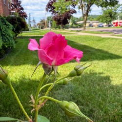 The Rose That Listened to the Wind