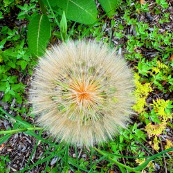 The Poetic Geometry of a Meadow’s Breath