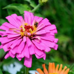 Buzzing Secrets of a Summer Queen