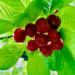 Jewels of the Canopy: The Hidden Orchard Crown