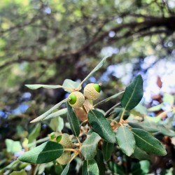 Nature’s Little Lanterns: A Hidden Symphony of Light and Green