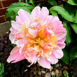 Raspberry Sundae: The Painter’s Peony