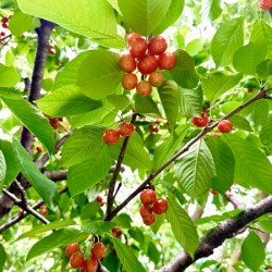 The Humble Crown of the Orchard Queen