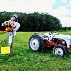Tractor and Scarecrow: Whimsy on the Windrows