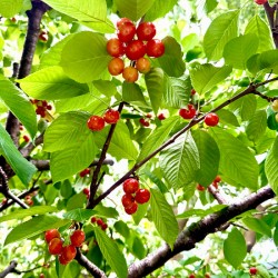 Emerald Boughs and Scarlet Promises