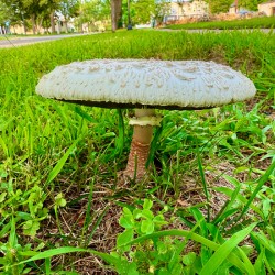 Crowned by the Earth