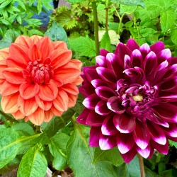 Harmony Blooms: When Opposites Flower Together