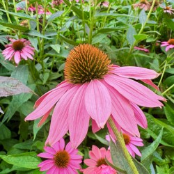 Echinacea Ensemble