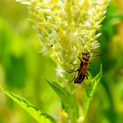 The Daylight Firefly: Guardian of the Green Flame