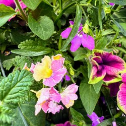 Vibrant Garden Bloom – Colorful Flower Close-Up with Lush Greenery-1