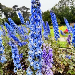 Whispers in Ultramarine