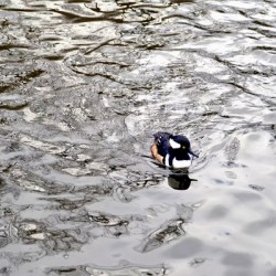 Only The Lonely Loon 1B