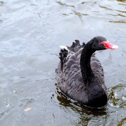 A Black Swan Moment 