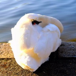 Wake Me Up Later Snoozing Swan 