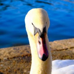 Riverside Swan Close-Up