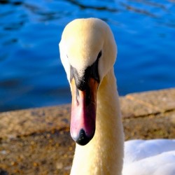 Swan Face 3