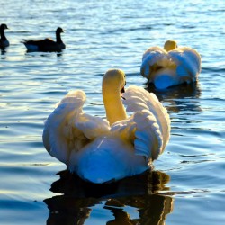 Behind Wings of Love