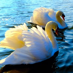 Wings of Love Pair 3