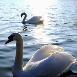 Wings of Love Pair 1B